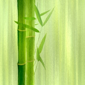 Bambus /10163167